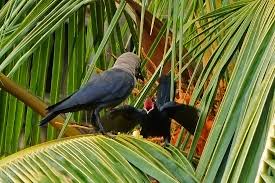 crow feeds cuckoo